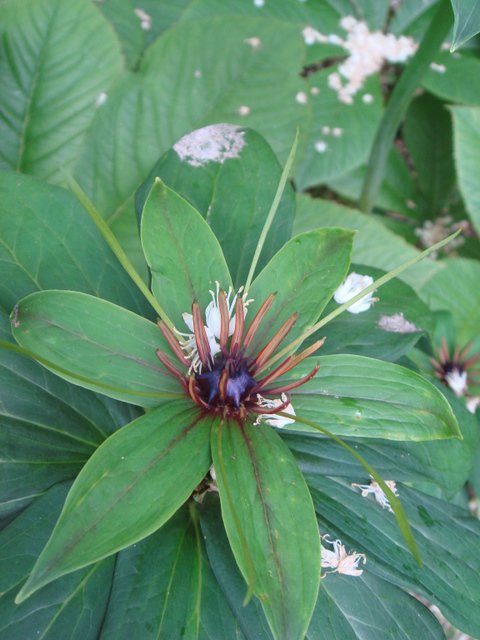 Paris polyphylla fleur